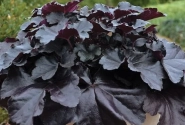 Heuchera hybrida Black Pearl