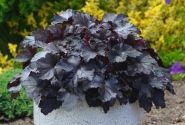 Heuchera hybrida Black Pearl