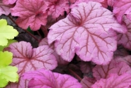 Heuchera hybrida Berry Smoothie