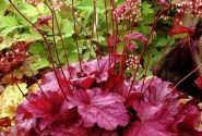 Heuchera hybrida Berry Smoothie