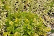 Heuchera hybrida Limeberry