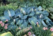 Hosta Dream Queen
