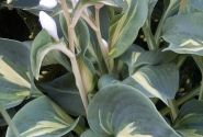 Hosta Dream Queen