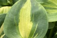 Hosta Dream Queen