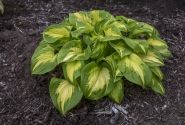 Hosta Shadowland Etched Glass