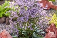 Limonium gmellinie Dazzle Rocks