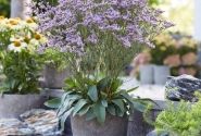 Limonium gmellinie Dazzle Rocks