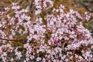 Oredenia  Fusion of Fire