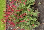 Persicaria amplexicaulis Bonfire