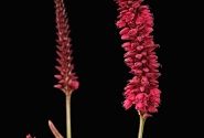 Persicaria amplexicaulis Bonfire