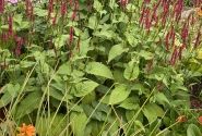 Persicaria amplexicaulis Bonfire