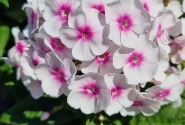 Phlox paniculata Bambini Bullseye