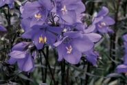 Polemonium Bressingham Purple