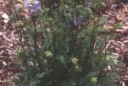 Polemonium Bressingham Purple