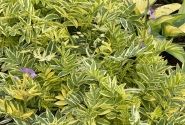 Polemonium  Golden Feathers