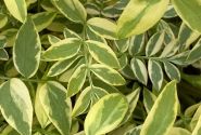 Polemonium  Golden Feathers