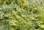 Polemonium  Golden Feathers