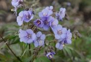 Polemonium Heaven Scent