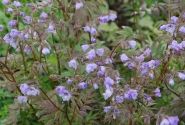 Polemonium Heaven Scent