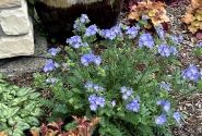 Polemonium  Hurricane Ridge