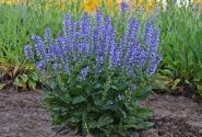 Salvia Color Spires Azure Snow