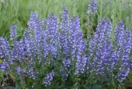 Salvia Color Spires Azure Snow