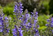 Salvia  Big Sky