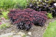 Sedum  Back in Black