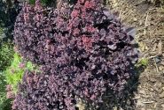 Sedum  Back in Black