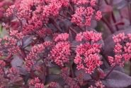 Sedum Chocolate Cherry