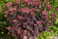 Sedum Chocolate Cherry