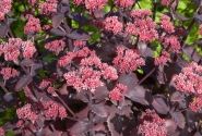 Sedum Chocolate Cherry