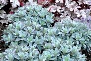 Sedum Marina