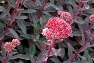 Sedum Marina