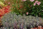 Sedum Marina