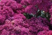 Sedum Mr. Goodbud