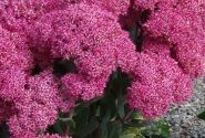 Sedum Mr. Goodbud