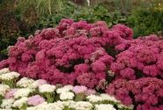 Sedum Mr. Goodbud
