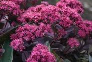 Sedum Superstar