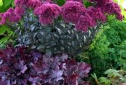 Sedum Thunderhead