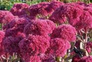 Sedum Thunderhead