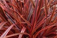 Uncinia rubra Everflame