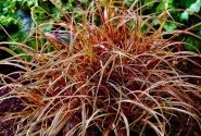 Uncinia rubra Everflame