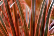 Uncinia rubra Everflame