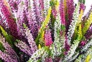 Calluna vulgaris Beauty Ladies High Five (12 cm)