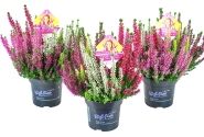 Calluna vulgaris Beauty Ladies High Five (12 cm)