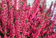Calluna vulgaris Beauty Ladies Scarlet (12 cm)