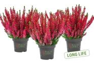 Calluna vulgaris Beauty Ladies Scarlet (12 cm)