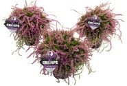 Calluna vulgaris Champs Purple (12 cm)