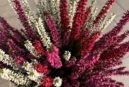 Calluna vulgaris Starlight Trio (14 cm)